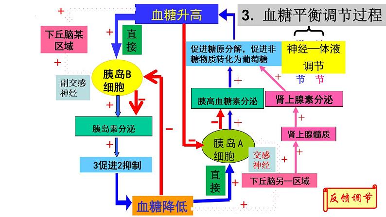 3.2激素调节的过程课件2021-2022学年高二上学期生物人教版选择性必修107