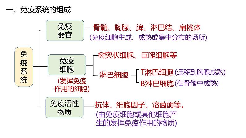 4.1免疫系统的组成和功能课件2021-2022学年高二上学期生物人教版选择性必修103