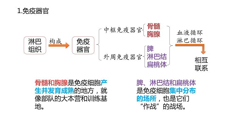 4.1免疫系统的组成和功能课件2021-2022学年高二上学期生物人教版选择性必修104