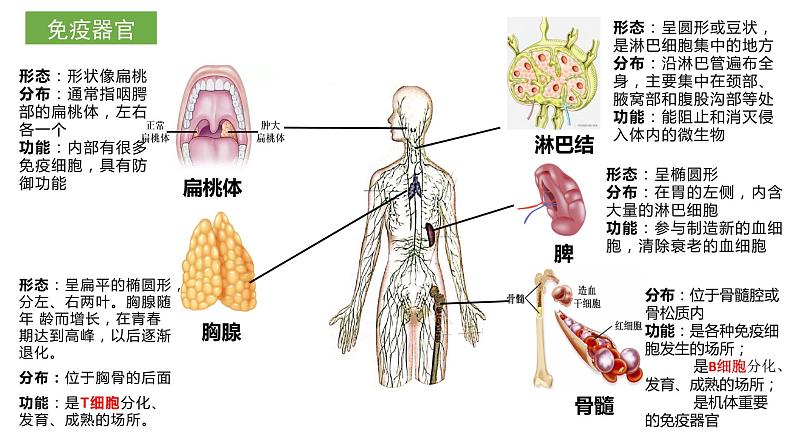 4.1免疫系统的组成和功能课件2021-2022学年高二上学期生物人教版选择性必修105