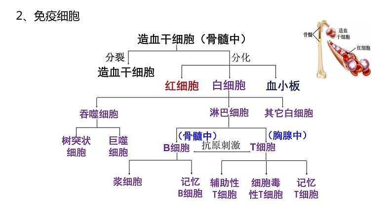 4.1免疫系统的组成和功能课件2021-2022学年高二上学期生物人教版选择性必修106