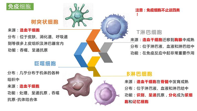 4.1免疫系统的组成和功能课件2021-2022学年高二上学期生物人教版选择性必修107