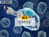4.2特异性免疫课件2021-2022学年高二上学期生物人教版选择性必修1