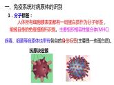 4.2特异性免疫课件2021-2022学年高二上学期生物人教版选择性必修1