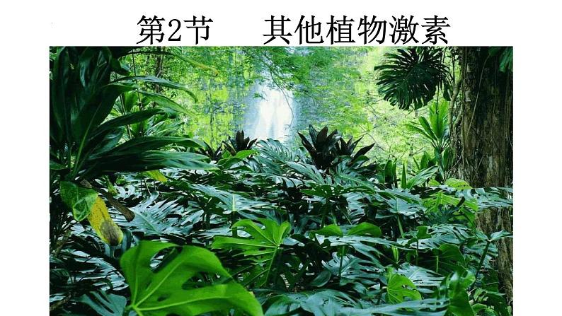 5.2其他植物激素课件2021-2022学年高二上学期生物人教版选择性必修1第1页