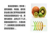 5.2其他植物激素课件2021-2022学年高二上学期生物人教版选择性必修1