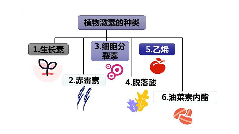 5.2其他植物激素课件2021-2022学年高二上学期生物人教版选择性必修1第3页