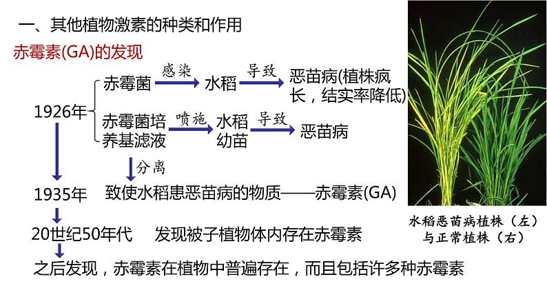 5.2其他植物激素课件2021-2022学年高二上学期生物人教版选择性必修1第4页