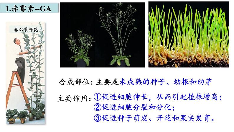 5.2其他植物激素课件2021-2022学年高二上学期生物人教版选择性必修1第5页