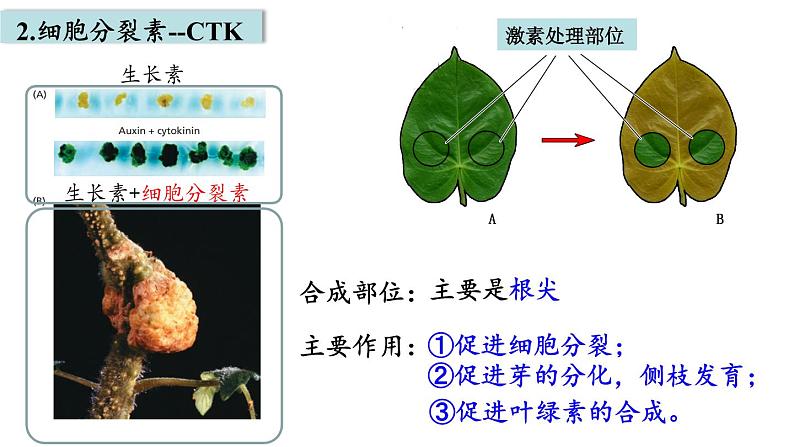 5.2其他植物激素课件2021-2022学年高二上学期生物人教版选择性必修1第6页