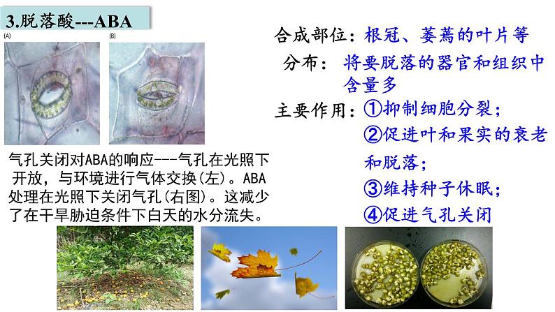 5.2其他植物激素课件2021-2022学年高二上学期生物人教版选择性必修1第7页