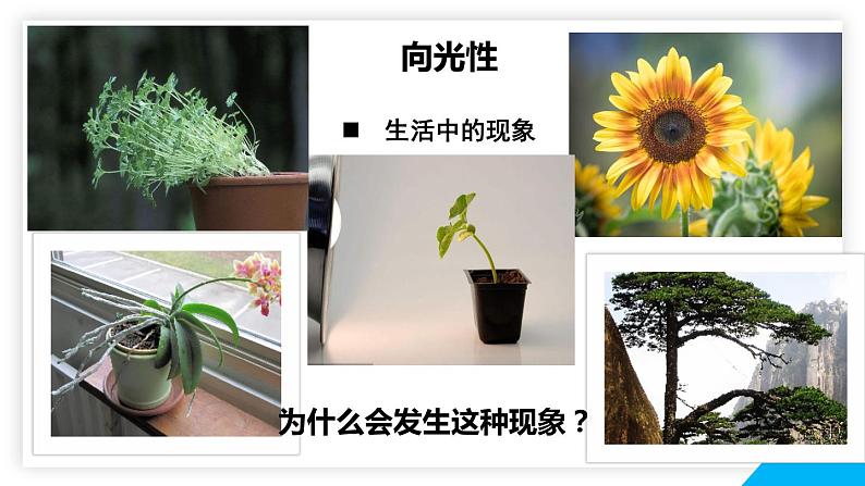 5.1植物生长素(1)课件2021-2022学年高二上学期生物人教版选择性必修1第2页