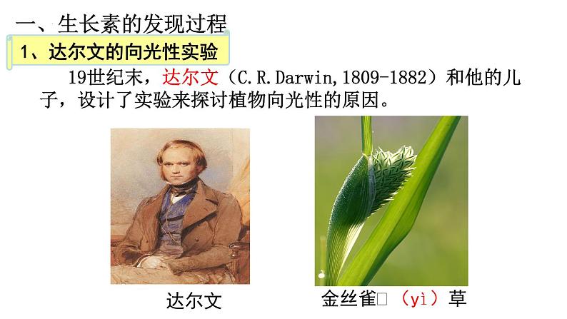 5.1植物生长素(1)课件2021-2022学年高二上学期生物人教版选择性必修1第3页