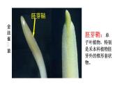 5.1植物生长素(1)课件2021-2022学年高二上学期生物人教版选择性必修1