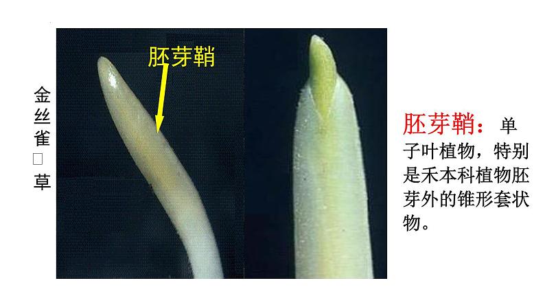 5.1植物生长素(1)课件2021-2022学年高二上学期生物人教版选择性必修1第4页