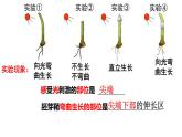 5.1植物生长素(1)课件2021-2022学年高二上学期生物人教版选择性必修1