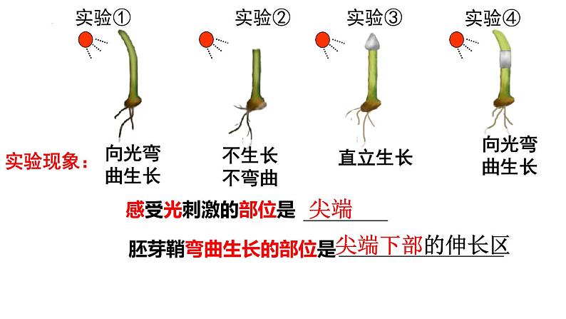 5.1植物生长素(1)课件2021-2022学年高二上学期生物人教版选择性必修1第5页