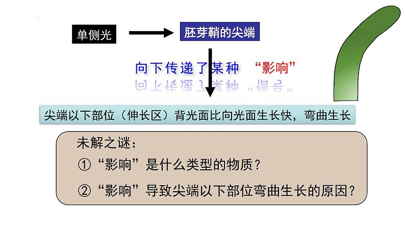 5.1植物生长素(1)课件2021-2022学年高二上学期生物人教版选择性必修1第6页