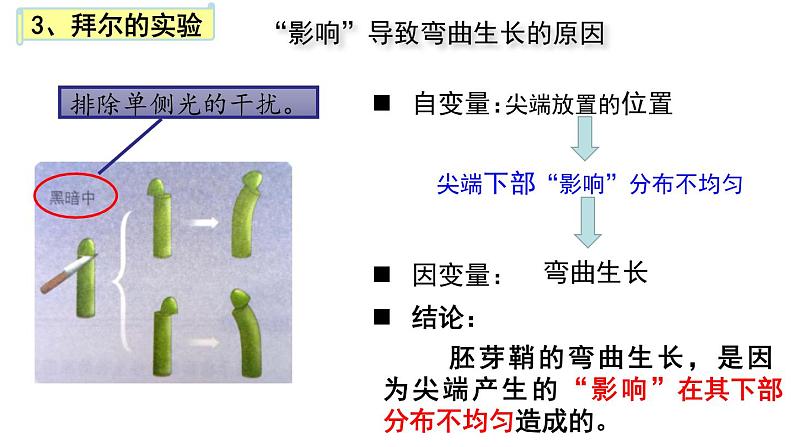 5.1植物生长素(1)课件2021-2022学年高二上学期生物人教版选择性必修1第8页