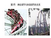 3.3体液调节与神经调节的关系课件2021-2022学年高二上学期生物人教版选择性必修1