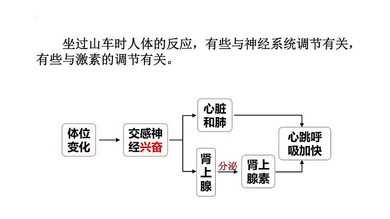 3.3体液调节与神经调节的关系课件2021-2022学年高二上学期生物人教版选择性必修102