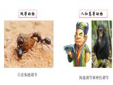 3.3体液调节与神经调节的关系课件2021-2022学年高二上学期生物人教版选择性必修1