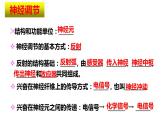 3.3体液调节与神经调节的关系课件2021-2022学年高二上学期生物人教版选择性必修1