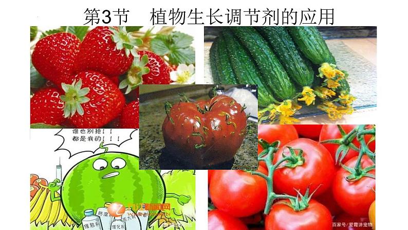 5.3植物生长调节剂的应用课件2021-2022学年高二上学期生物人教版选择性必修1第1页