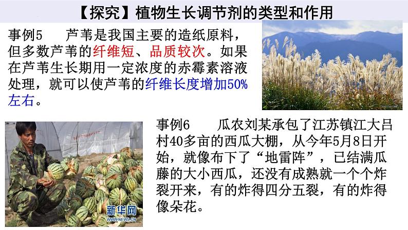 5.3植物生长调节剂的应用课件2021-2022学年高二上学期生物人教版选择性必修1第7页