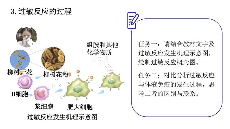 4.3免疫失调课件2021-2022学年高二上学期生物人教版选择性必修1第6页