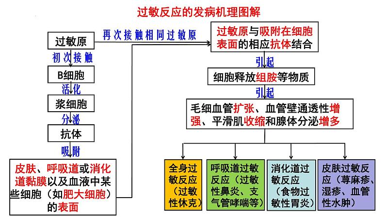 4.3免疫失调课件2021-2022学年高二上学期生物人教版选择性必修1第7页