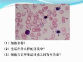1.1细胞生活的环境课件2021-2022学年高二上学期生物人教版选择性必修1