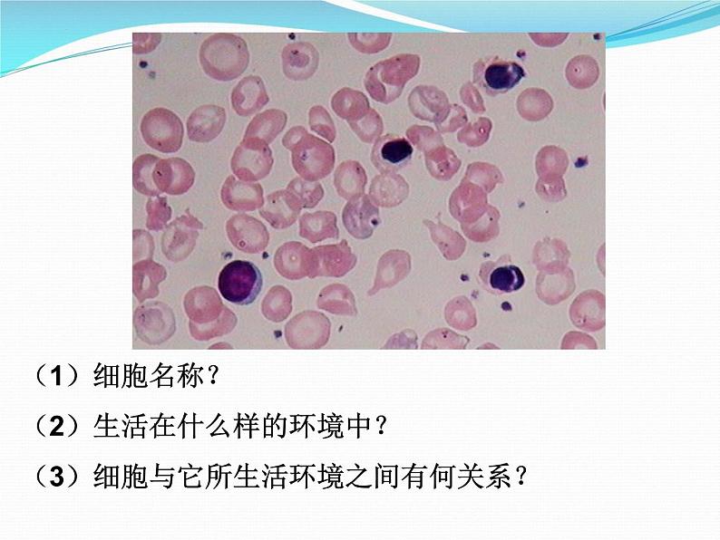 1.1细胞生活的环境课件2021-2022学年高二上学期生物人教版选择性必修104