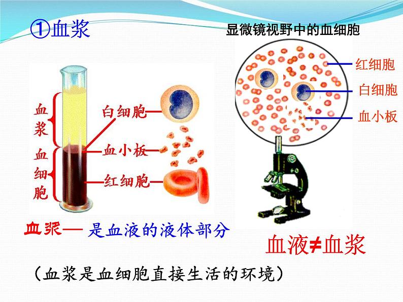 1.1细胞生活的环境课件2021-2022学年高二上学期生物人教版选择性必修108