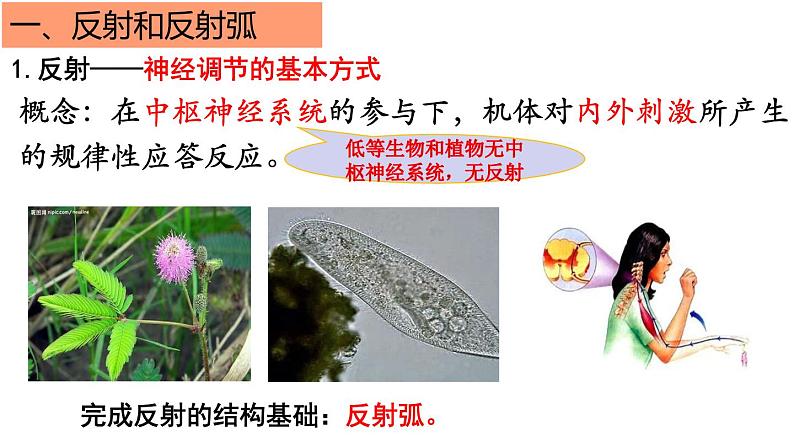 2.2神经调节的基本方式 课件2021-2022学年高二上学期生物人教版选择性必修103