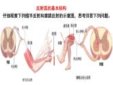 2.2神经调节的基本方式 课件2021-2022学年高二上学期生物人教版选择性必修1