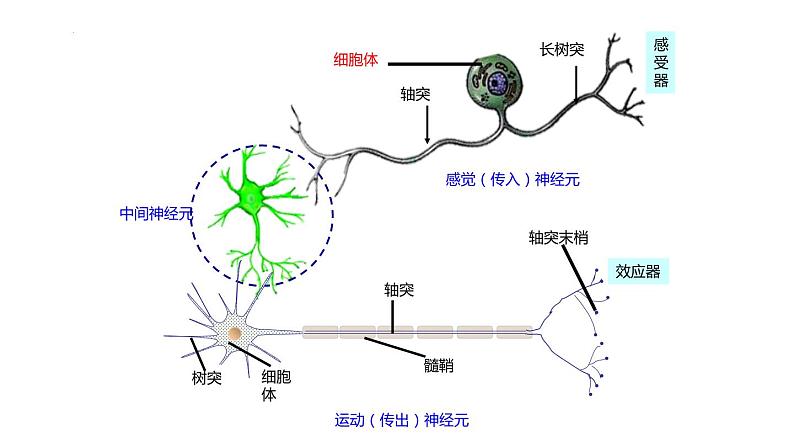 2.2神经调节的基本方式 课件2021-2022学年高二上学期生物人教版选择性必修106