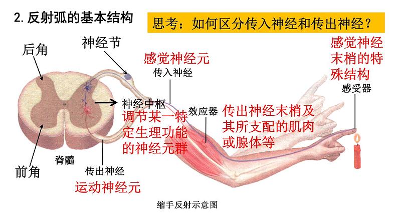 2.2神经调节的基本方式 课件2021-2022学年高二上学期生物人教版选择性必修107