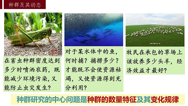 1.1种群的数量特征课件2021-2022学年高二上学期生物人教版选择性必修2第3页