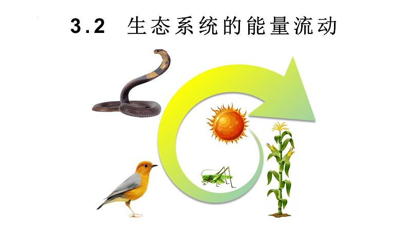 3.2生态系统的能量流动课件2021-2022学年高二上学期生物人教版选择性必修2第1页