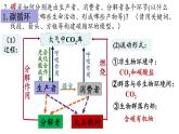 3.3生态系统的物质循环课件2021-2022学年高二上学期生物人教版选择性必修2