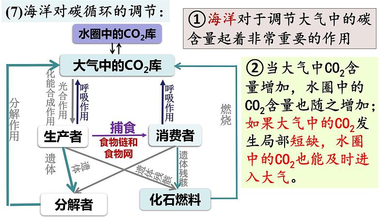 3.3生态系统的物质循环课件2021-2022学年高二上学期生物人教版选择性必修2第7页