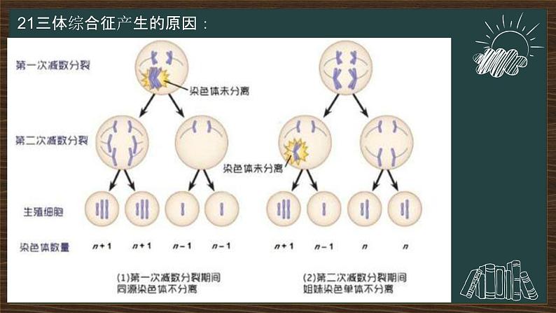 5.2染色体变异课件2021-2022学年高一下学期生物人教版必修2第6页