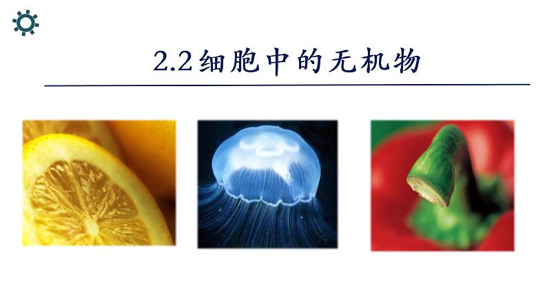 2.2细胞中的无机物课件2021-2022学年高一上学期生物人教版必修101