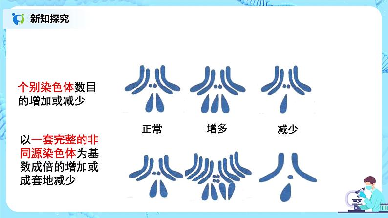 5.2《染色体变异》课件PPT+教案06