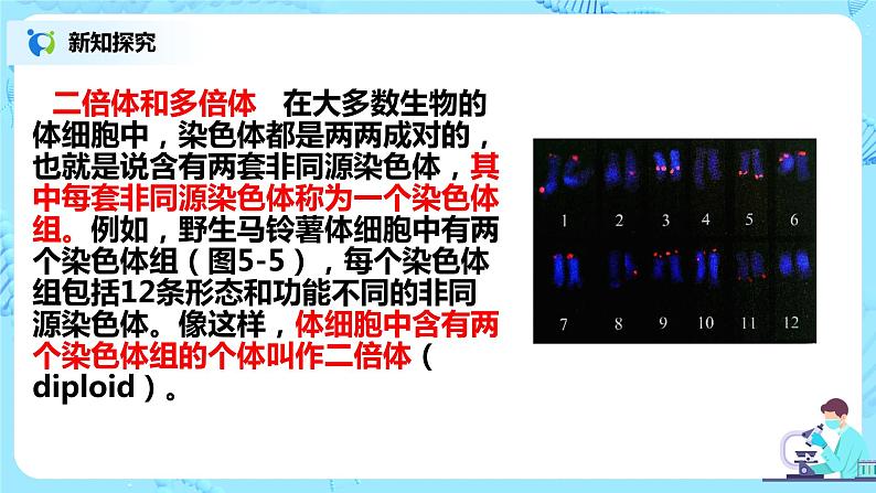 5.2《染色体变异》课件PPT+教案07