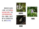 高中生物人教版（2019）选择性必修二3.5生态系统的稳定性 课件