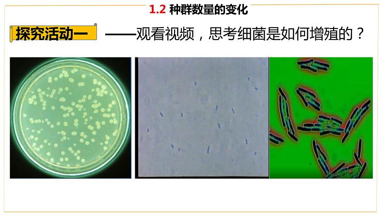 高中生物人教版（2019）选择性必修二1.2 种群数量的变化 课件第4页