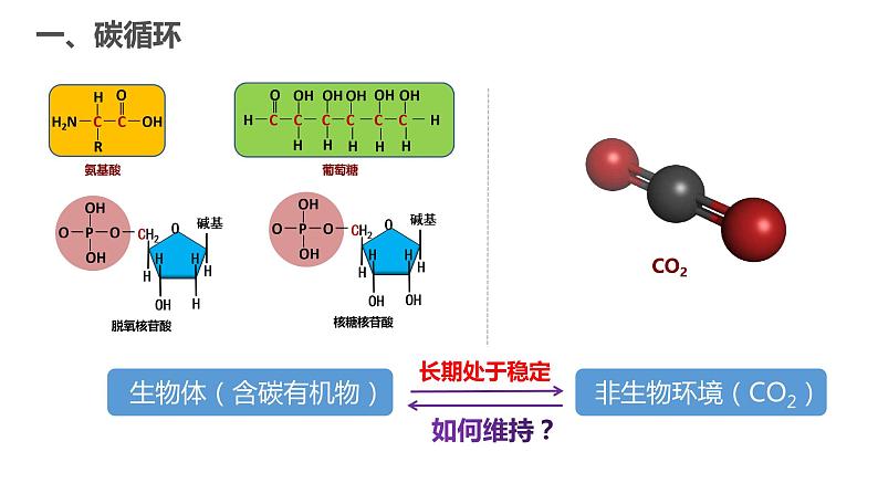 高中生物人教版（2019）选择性必修二3.3生态系统的物质循环（第一课时）课件第3页