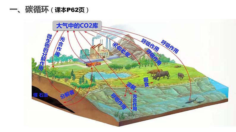 高中生物人教版（2019）选择性必修二3.3生态系统的物质循环（第一课时）课件第4页